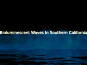 Where I Can See Bioluminescent Waves In Southern California